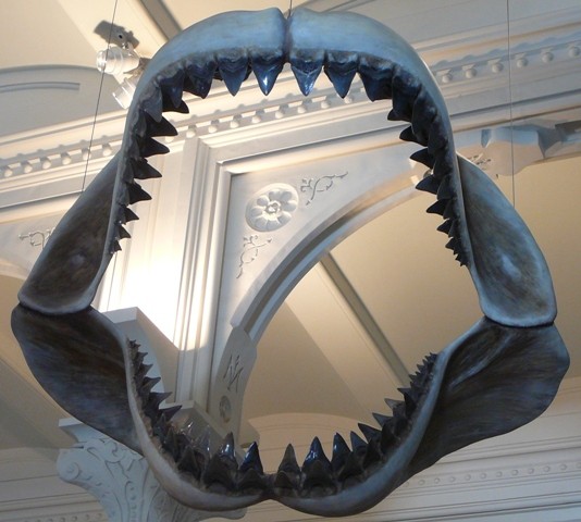 Giant shark Megalodon