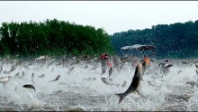 Illinois River silver carp jump out of the water after being disturbed by sounds of watercraft.