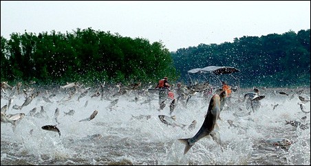 Illinois River silver carp jump out of the water after being disturbed by sounds of watercraft.