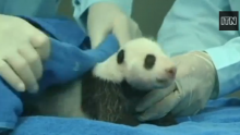 Cute Month old panda