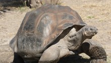 A giant Galapagos Tortoise 