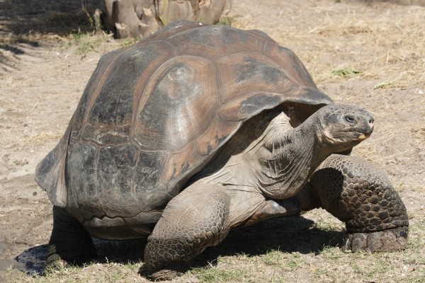 A giant Galapagos Tortoise 