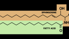 The basic structure of a sphingolipid