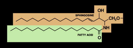 The basic structure of a sphingolipid