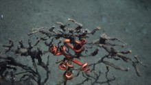 This October 2010 photo provided by Penn State University shows the arms of a brittle starfish, red in color, clinging to coral damaged by the Macondo well in the Gulf of Mexico.