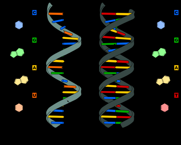 Difference of RNA and DNA
