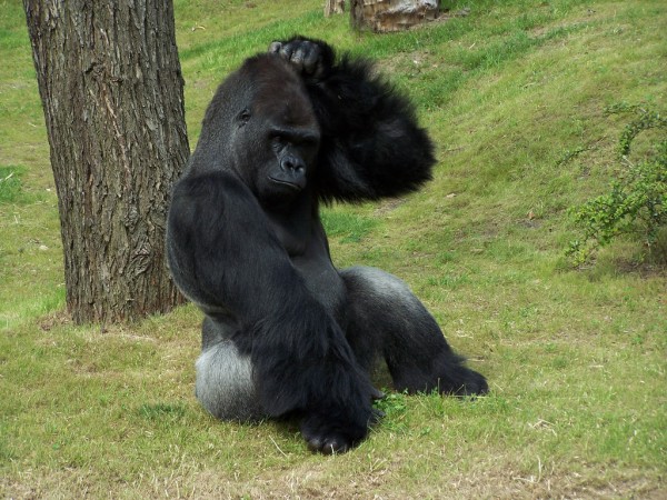 A gorilla scratching its head