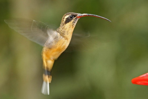 Male hummingbird