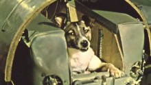 Laika, the first living creature launched into space