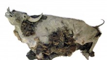 Mummified steppe bison 