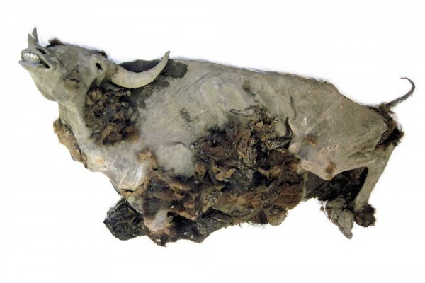 Mummified steppe bison 