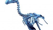 3D dodo skeleton
