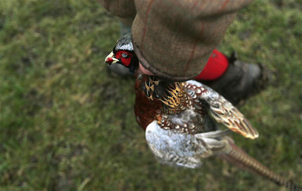 Pheasant hunting season
