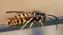 Yellow Jacket wasp