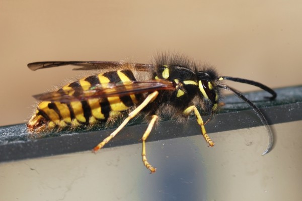 Yellow Jacket wasp