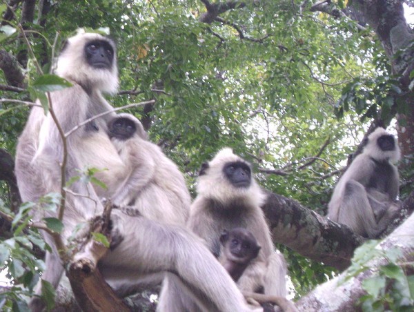 Gray langurs