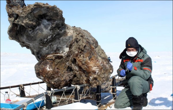 Frozen female woolly mammoth 