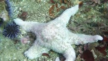 Dissolved starfish