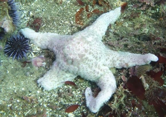 Dissolved starfish