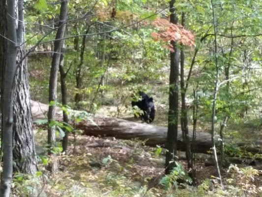 Hiker mauled by bear