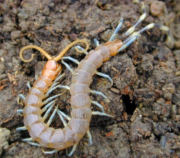 Centipede