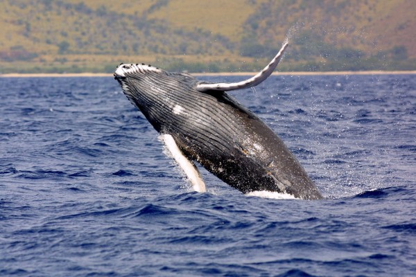 Arabian Sea humpback whales have been isolated for 70,000 years.