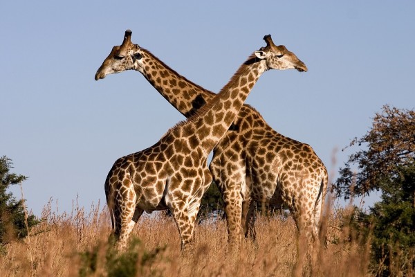 Giraffe populations went down to 40% in the last 15 years.
