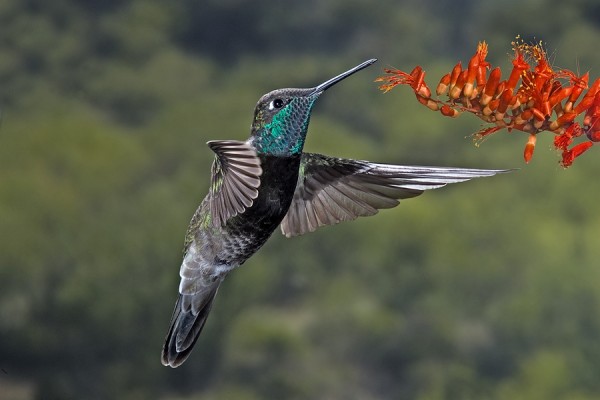 A hummingbird