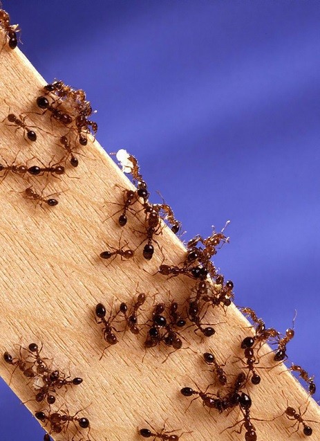 European rock ants 