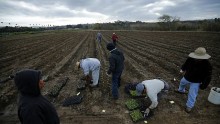 Shortage of Farm Labor