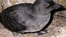 Cassin’s auklet 