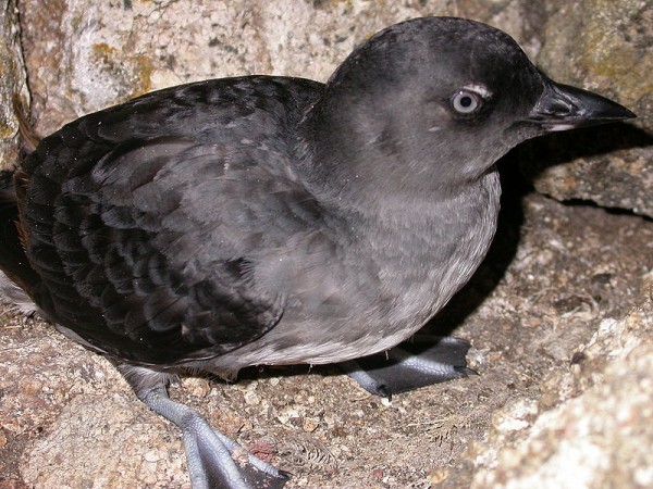 Cassin’s auklet 