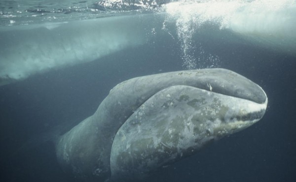 Bowhead whales can live up to 200 years, what's their secret?