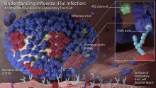 Flu virus 