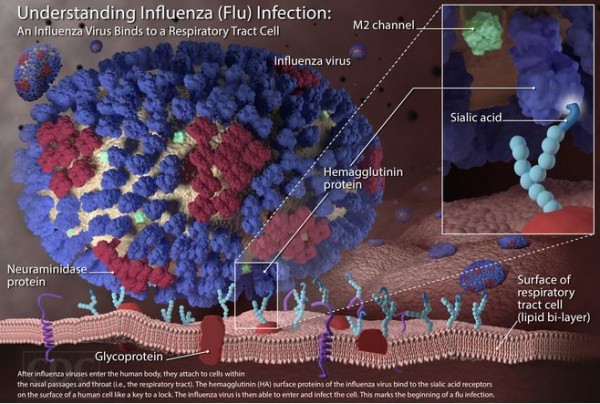 Flu virus 