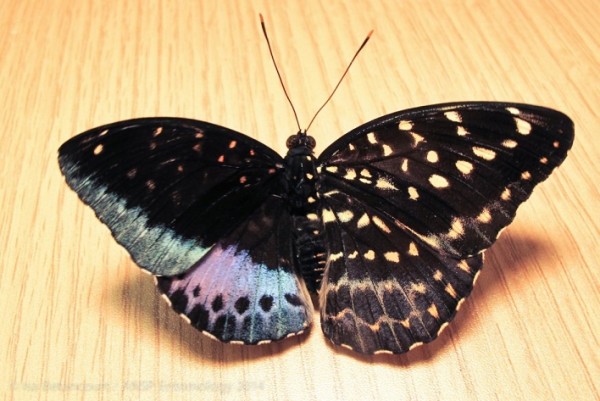 This butterfly is apparently both male and female and is indigenous to Penang, Malaysia.