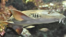 Bamboo shark