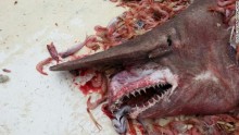 Goblin Shark Close Up
