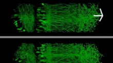 Expansion microscopy