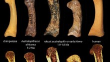 Early humans bones