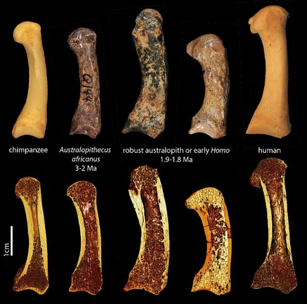 Early humans bones