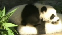 Panda Triplets Turn 6 Months Old