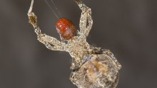 Nanothread spider