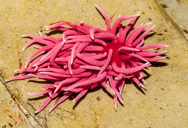 Pink sea slug