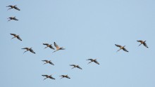 Birds in V-formation