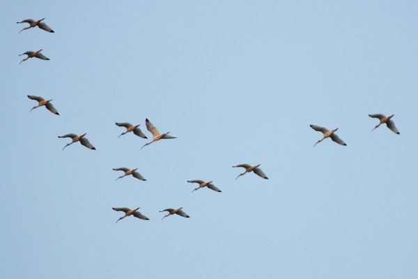 Birds in V-formation