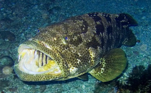 Grouper