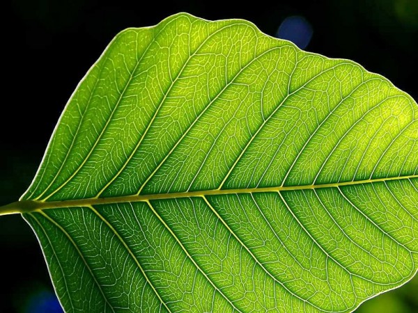 Leaf photosynthesis