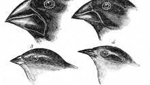 Finch beaks