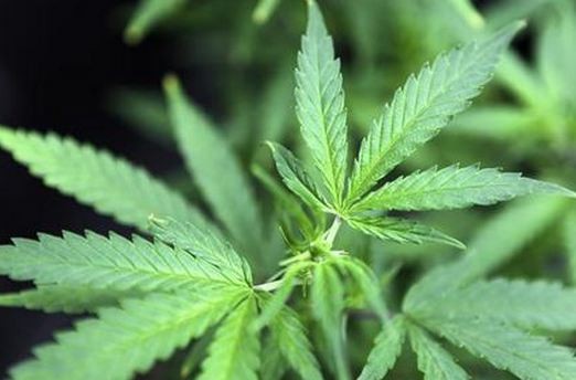 Marijuana